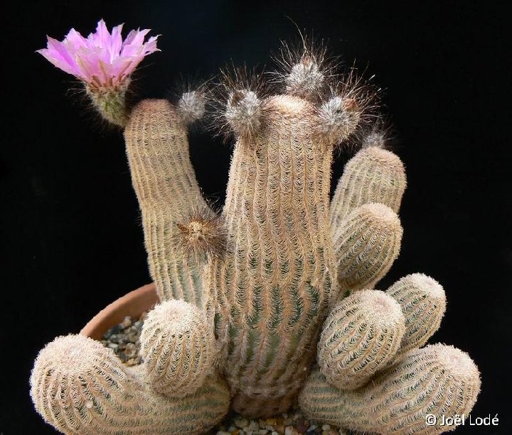 Echinocereus primolanatus ©JL1240